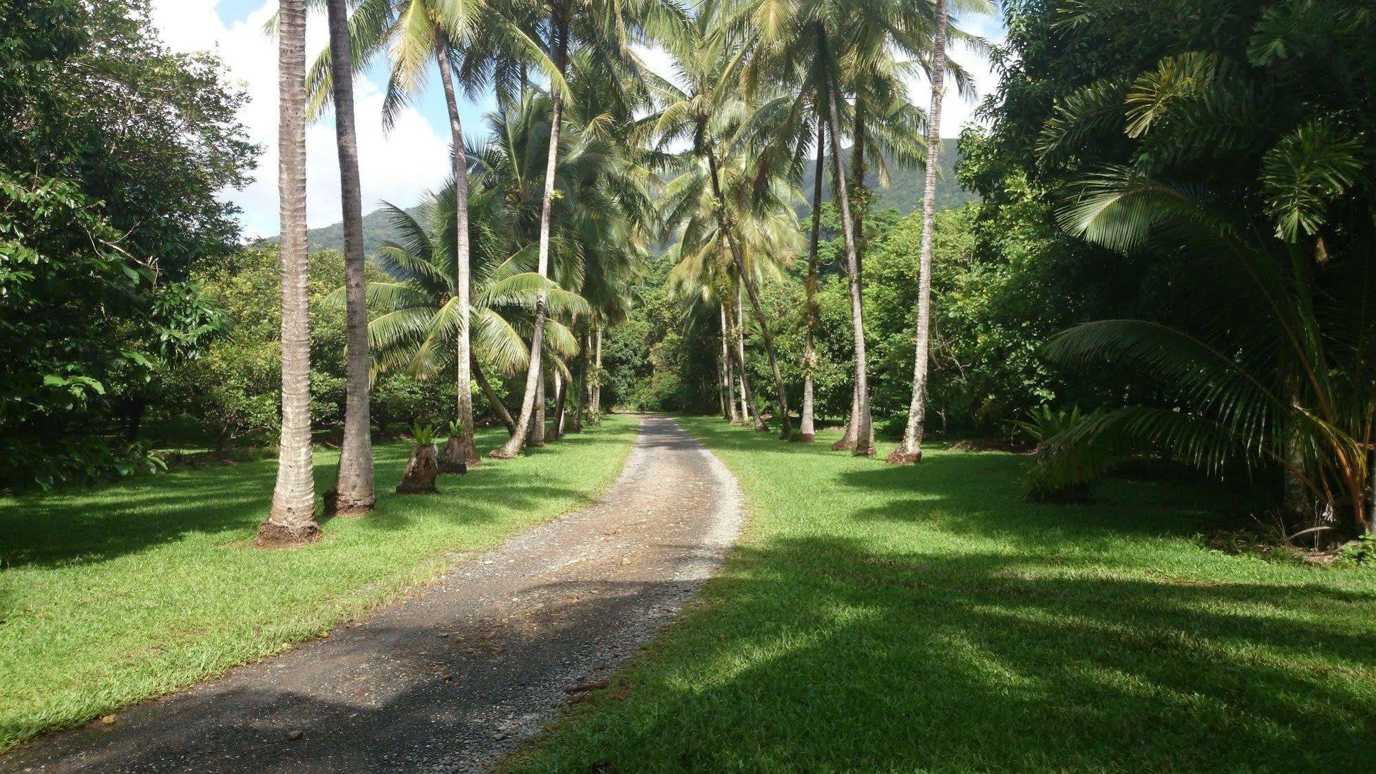 Bed and Breakfast Cape Trib Farm Cape Tribulation Exterior foto